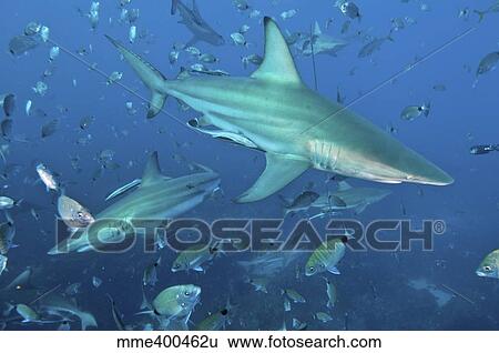Oceanic blacktip sharks in a cloud of silver fish, Aliwal Shoal, South Africa. View Large Photo Image Stock Photograph - Oceanic blacktip sharks in a cloud of silver fish, Aliwal Shoal, South Africa.. Fotosearch