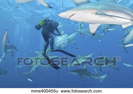 Stock Photograph - Oceanic blacktip sharks waiting for food from a diver near a bait ball.. Fotosearch