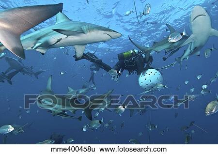 Stock Photograph - Oceanic blacktip sharks waiting for food from a diver near a bait ball.. Fotosearch