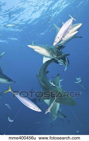 Stock Photograph - Oceanic blacktip sharks with remora and fusiliers swimming around.. Fotosearch