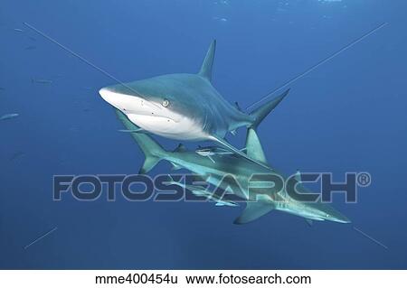 Stock Photograph - Oceanic blacktip sharks with remora in the waters of Aliwal Shoal, South Africa.. Fotosearch