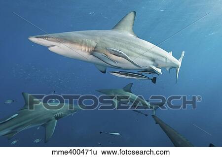 Stock Photograph - Oceanic blacktip sharks with remora in the waters of Aliwal Shoal, South Africa.. Fotosearch