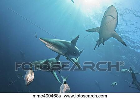 Stock Photograph - Oceanic blacktip sharksin the waters of Aliwal Shoal, South Africa.. Fotosearch