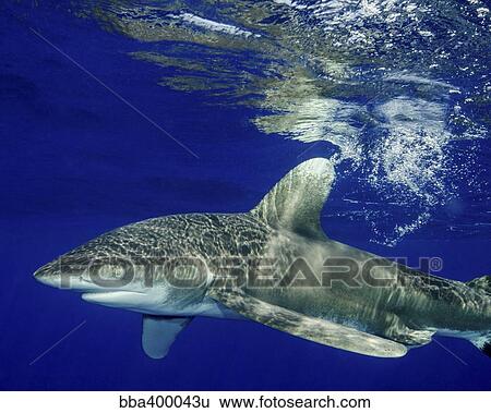 Oceanic whitetip shark, Cat Island, Bahamas. View Large Photo Image Stock Photograph - Oceanic whitetip shark, Cat Island, Bahamas.. Fotosearch