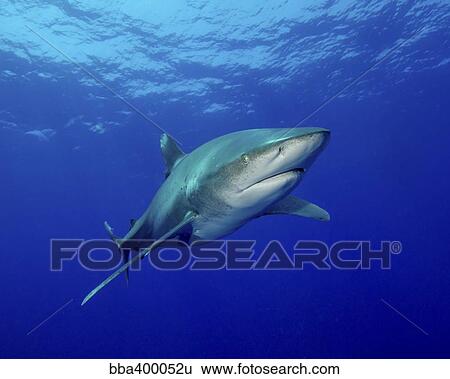 Stock Photograph - Oceanic whitetip shark, Cat Island, Bahamas.. Fotosearch