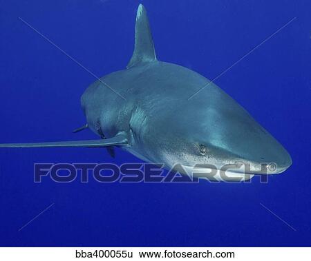 Stock Photograph - Oceanic whitetip shark, Cat Island, Bahamas.. Fotosearch