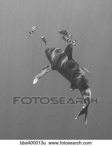 Stock Photograph - Oceanic whitetip shark chasing a group of fish.. Fotosearch