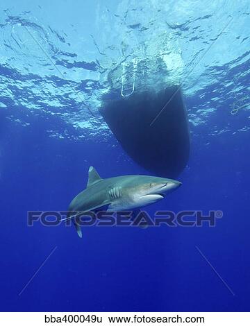 Oceanic whitetip shark circling a boat off Cat Island, Bahamas. View Large Photo Image Stock Photograph - Oceanic whitetip shark circling a boat off Cat Island, Bahamas.. Fotosearch