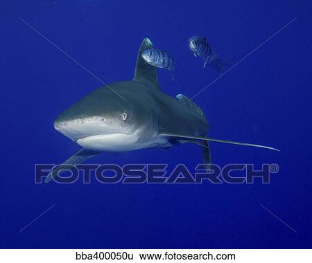 Oceanic whitetip shark swimming with pilot fish. View Large Photo Image Stock Photograph - Oceanic whitetip shark swimming with pilot fish.. Fotosearch