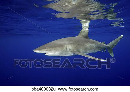 Oceanic whitetip shark with reflection, Cat Island, Bahamas. View Large Photo Image Stock Photograph - Oceanic whitetip shark with reflection, Cat Island, Bahamas.. Fotosearch