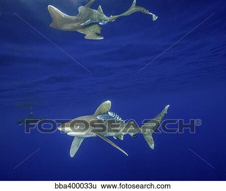 Oceanic whitetip shark with reflection, Cat Island, Bahamas. View Large Photo Image Stock Photograph - Oceanic whitetip shark with reflection, Cat Island, Bahamas.. Fotosearch