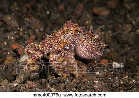 Stock Photograph - Ocellate octopus with two blue spots, Bali, Indonesia.. Fotosearch