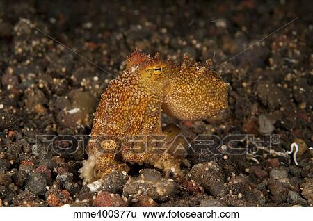 Stock Photograph - Ocellate octopus with two blue spots, Bali, Indonesia.. Fotosearch