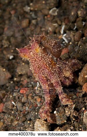 Stock Photograph - Ocellate octopus with two blue spots, Bali, Indonesia.. Fotosearch