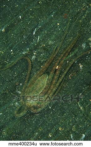 Octopus fleeing mimicking a flounder, North Sulawesi. View Large Photo Image Stock Photograph - Octopus fleeing mimicking a flounder, North Sulawesi.. Fotosearch