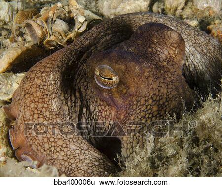 Octopus head, West Palm Beach, Florida. View Large Photo Image Stock Photograph - Octopus head, West Palm Beach, Florida.. Fotosearch