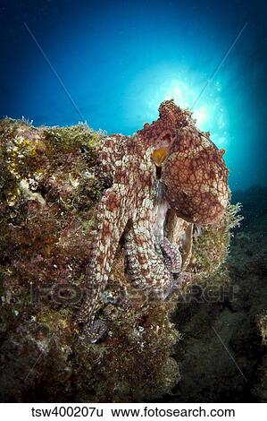 Octopus posing on reef, La Paz, Mexico. View Large Photo Image Stock Photograph - Octopus posing on reef, La Paz, Mexico.. Fotosearch