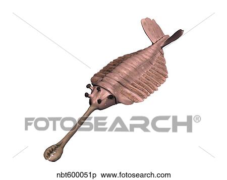 Opabinia regalis, Cambrian of Canada. View Large Illustration Stock Illustration - Opabinia regalis, Cambrian of Canada.. Fotosearch