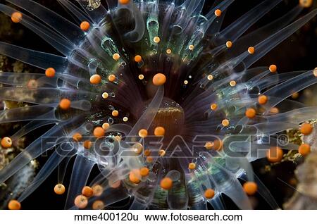 Stock Photograph - Orange and black anemone, Komodo, Indonesia.. Fotosearch