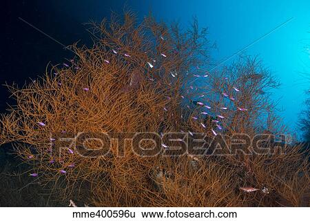 Orange and black coral bush with pink and yellow anthias fish. View Large Photo Image Stock Photograph - Orange and black coral bush with pink and yellow anthias fish.. Fotosearch