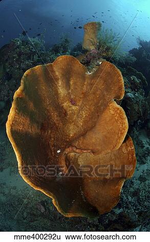 Orange and brown sponge, North Sulawesi, Indonesia. View Large Photo Image Stock Photograph - Orange and brown sponge, North Sulawesi, Indonesia.. Fotosearch