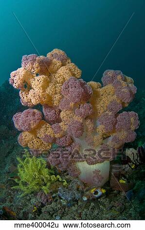 Stock Photograph - Orange and pink soft coral, Komodo, Indonesia.. Fotosearch