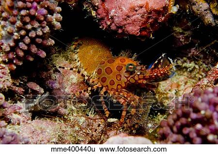 Stock Photograph - Orange and red spotted shrimp, Indonesia.. Fotosearch