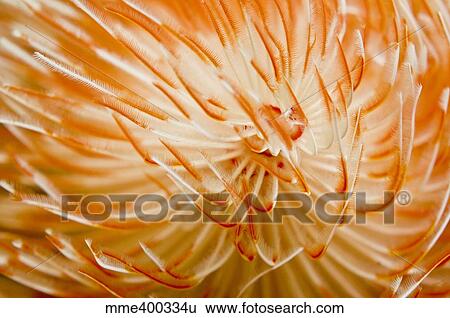 Orange and white christmas-tree tube worm, Komodo, Indonesia. View Large Photo Image Stock Photograph - Orange and white christmas-tree tube worm, Komodo, Indonesia.. Fotosearch