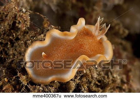 Orange and white Glossodoris rufomarginata nudibranch. View Large Photo Image Stock Photograph - Orange and white Glossodoris rufomarginata nudibranch.. Fotosearch