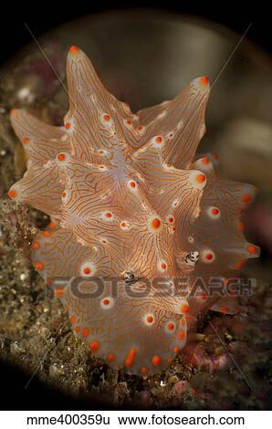 Orange and white nudibranch, North Sulawesi. View Large Photo Image Stock Photograph - Orange and white nudibranch, North Sulawesi.. Fotosearch