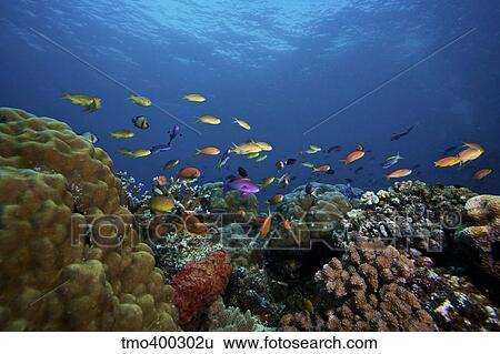 Orange Basslets and other reef fish, Papua New Guinea. View Large Photo Image Stock Photograph - Orange Basslets and other reef fish, Papua New Guinea.. Fotosearch