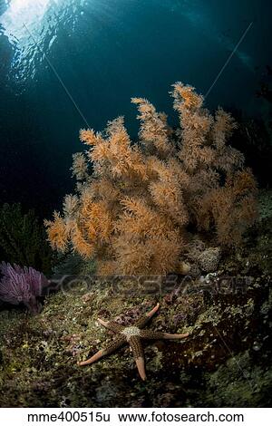 Stock Photograph - Orange black coral bush and a sea star on a rocky reef top in Indonesia.. Fotosearch