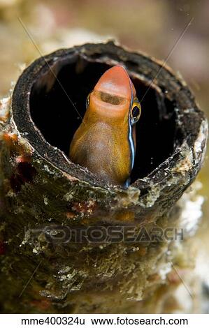 Stock Photograph - Orange blenny peeking out of a tube, Komodo, Indonesia.. Fotosearch