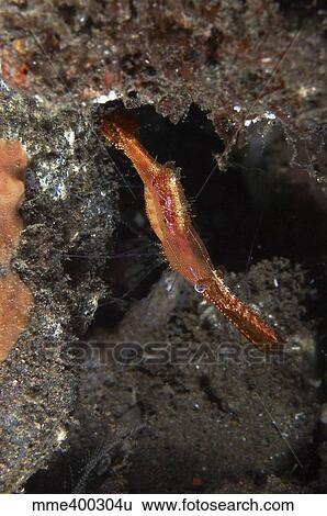 Stock Photograph - Orange donald duck shrimp, Bali, Indonesia.. Fotosearch