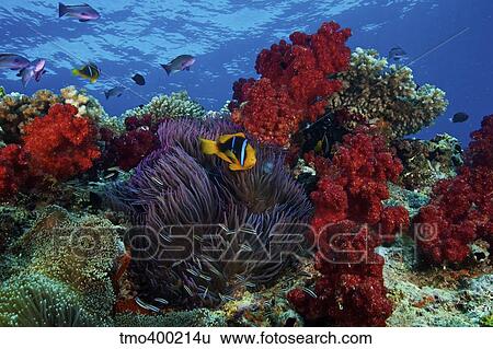 Orange-finned clownfish and soft corals on colorful reef, Fiji. View Large Photo Image Stock Photograph - Orange-finned clownfish and soft corals on colorful reef, Fiji.. Fotosearch