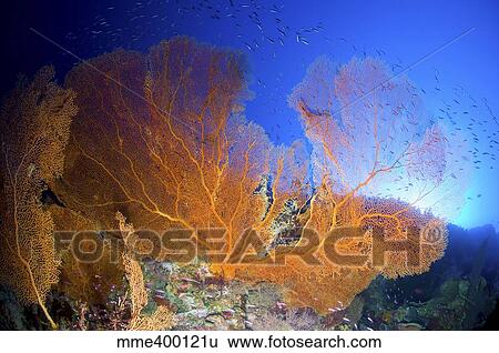 Orange gorgonian sea fan, Christmas Island, Australia. View Large Photo Image Stock Photograph - Orange gorgonian sea fan, Christmas Island, Australia.. Fotosearch