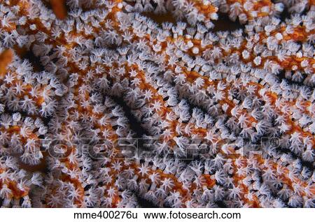 Stock Photograph - Orange gorgonian sea fan with white polyps, Bali, Indonesia.. Fotosearch