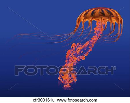 Stock Illustration - Orange jellyfish illustration.. Fotosearch