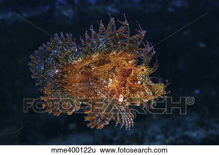Stock Photograph - Orange scorpionfish swimming, Mauritius.. Fotosearch