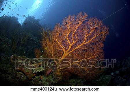 Orange sea fan, Christmas Island, Australia. View Large Photo Image Stock Photograph - Orange sea fan, Christmas Island, Australia.. Fotosearch
