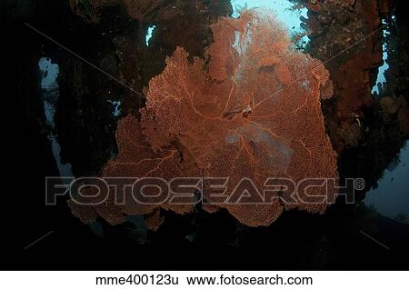Stock Photograph - Orange sea fan inside Liberty Wreck, Bali, Indonesia.. Fotosearch