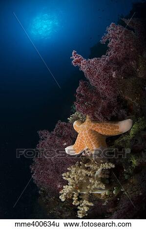 Stock Photograph - Orange sea star over reddish and beige soft coral.. Fotosearch