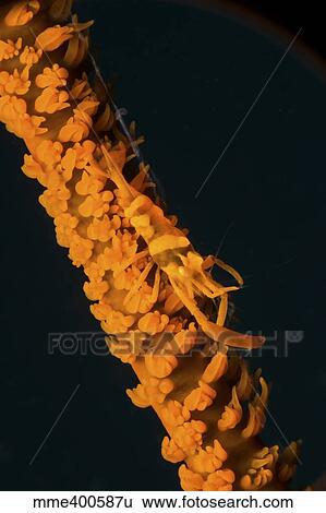 Orange sea whip shrimp. View Large Photo Image Stock Photograph - Orange sea whip shrimp.. Fotosearch