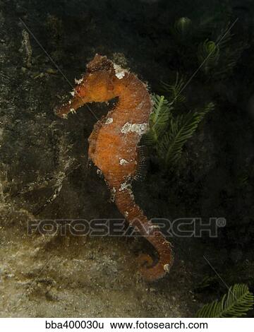 Orange seahorse, West Palm Beach, Florida. View Large Photo Image Stock Photograph - Orange seahorse, West Palm Beach, Florida.. Fotosearch