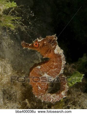 Stock Photograph - Orange seahorse, West Palm Beach, Florida.. Fotosearch
