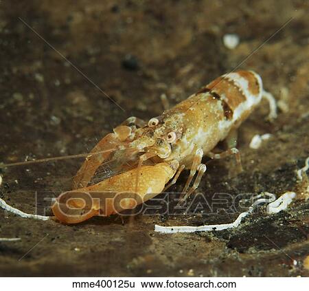 Stock Photograph - Orange snapping shrimp in coconut shell, North Sulawesi, Indonesia.. Fotosearch