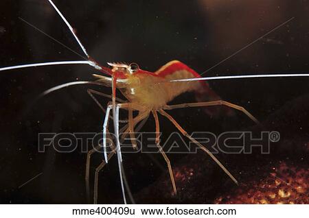 Orange white and red shrimp, Bali, Indonesia. View Large Photo Image Stock Photograph - Orange white and red shrimp, Bali, Indonesia.. Fotosearch