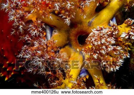 Stock Photograph - Orange yellow and blue sea apple feeding, Komodo, Indonesia.. Fotosearch