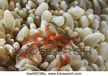Orangutan Crab on bubble coral, Indonesia. View Large Photo Image Stock Photograph - Orangutan Crab on bubble coral, Indonesia.. Fotosearch