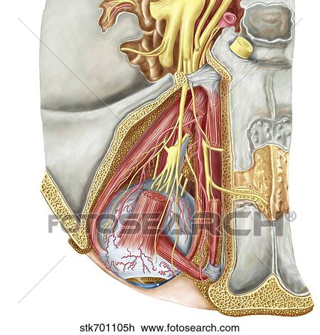 Orbital cut showing abducent nerve with ciliary ganglion and oculomotor nerve. View Large Illustration Drawing - Orbital cut showing abducent nerve with ciliary ganglion and oculomotor nerve.. Fotosearch
